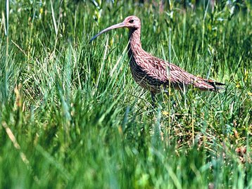 51. Vogel-Naturschutzgebiet - Großer Brachvogel  image-2302