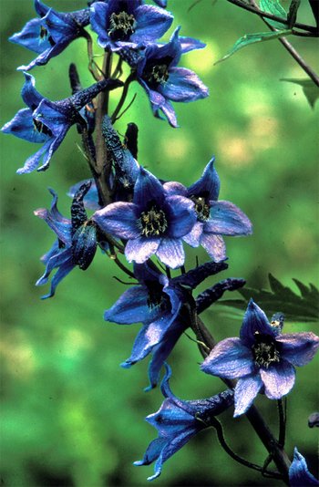 UHVf18_14_Alpenrittersporn_webbearb