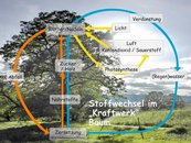 04. Stoffkreislauf image-67922