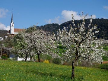 07. Kirschblüte in Fraxern image-1981