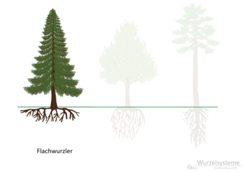 07a_Wurzelformen_Flachwurzler