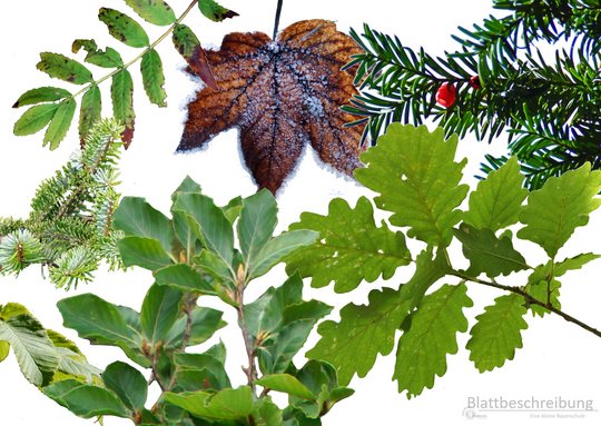 13_Blattbeschreibungen