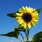 Sonnenblume (Bild: Bildungsmedienzentrum)