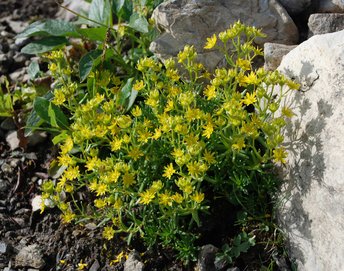 Fetthennen-Steinbrech-am-2020-webbearb