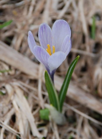 04-Krokus_2-am-2020-webbearb