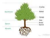05b. Laubbäume - Aufbau image-67924