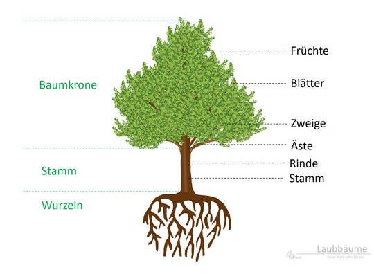 05b. Laubbäume - Aufbau 05b. Laubbäume - Aufbau