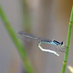 Azurjungfer image-89809