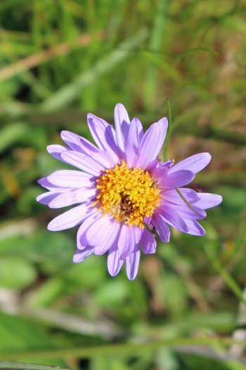 Alpenaster-Warther-Horn-2016-wg-_4_-webbearb