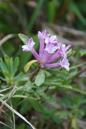 Blume-Steinroeschen-Kleinwalsertal-Breitachklamm-wg-2018-_101_-webbearb