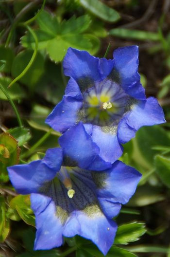 Pflanzen-Blume-Enzian-breitblaettriger-Freschen-wg-2021-_5_-webbearb