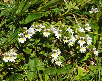 Blume-Gemeiner-Augentrost-Hoher-Freschen-wg-2017-_105_-webbearb