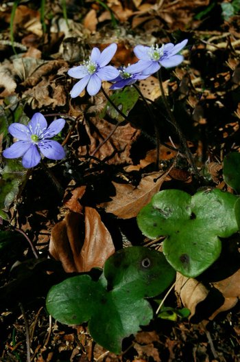 3500198-05-Leberbluemchen-webbearb