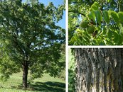 23. Schwarznuss image-67942