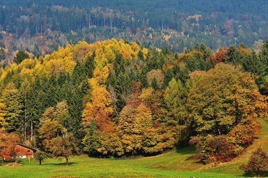 13. Mischwald 13. Mischwald