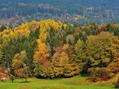 13. Mischwald image-54358