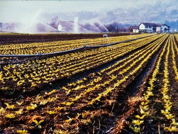 21. Gemüseanbau in Ludesch image-16220