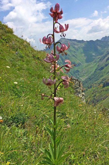Blume-Tuerkenbund-Tschaggunser-Mittagsspitze-hg-2018-webbearb