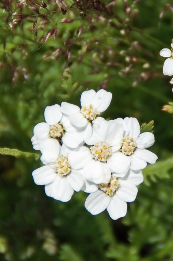 Pflanzen-Blumen-Schafgarbe-Montafon-Schruns-Hochhjoch-wg-2022-_369_-webbearb