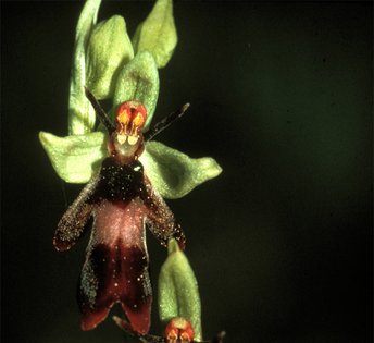 UHVf18_09-Fliegenragwurz-Ausschitt-webbearb