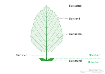 12f_Blattaufbau_Spitze