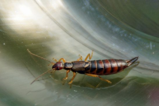 Gemeiner Ohrwurm image-56737