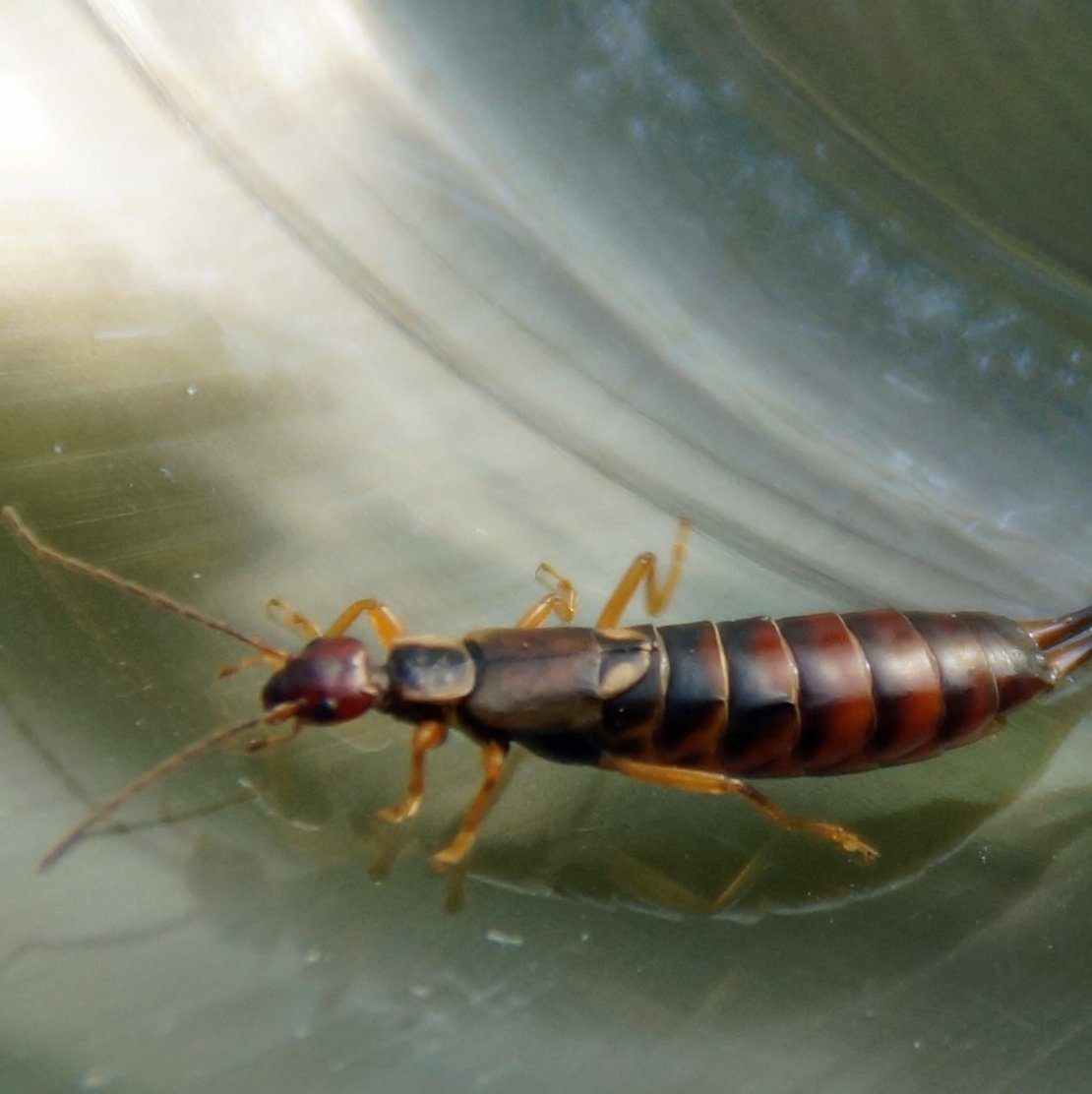 Gemeiner Ohrwurm image-89800