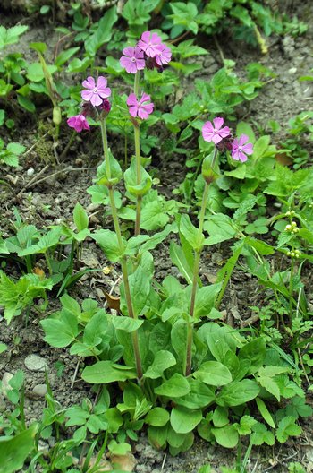 Blume-rote-Lichtnelke-Achberg-wg-2017-_2_-webbearb