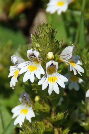 Gemeiner-Augentrost-_10_-webbearb