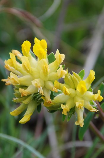 32-Wundklee_Bluete-am-webbearb