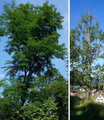 Esche-2-Baum