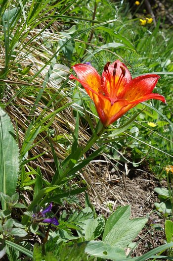 02-Blume-Feuerlilie-ss-2018-_2_-AB-2019-a-hoch-webbearb