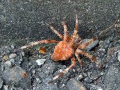 Gartenkreuzspinne image-56837