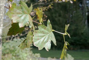 Elsbeere-HHH-Blatt
