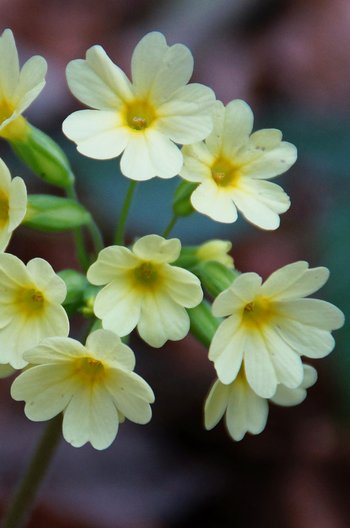 Pflanze-Himmelschluessel-Pfaender-wg-2017-_20_-webbearb-hoch