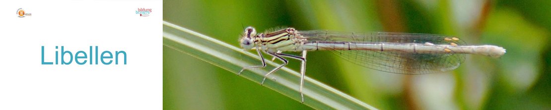 55a_Libellen-Panorama-quer