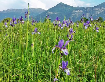 Blume-Schwertlilie-Ried-wg-2018-_2_-webbearb