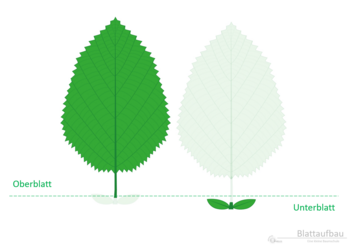 12a_Blattaufbau_UnterOberblatt