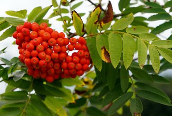 Eberesche-Blatt
