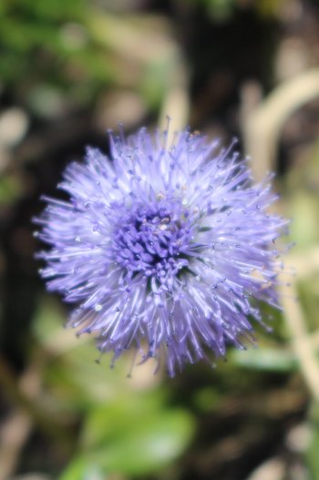 Herzfoermige-Kugelblume-_1_-webbearb