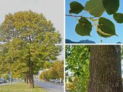 20. Linde image-67939