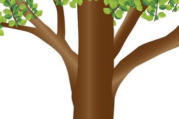 Laubbaum-vektor-fuer-Bild-Stamm-AEste-webbearb