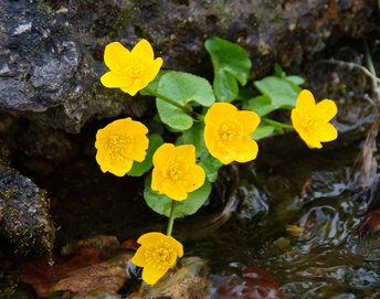Sumpfdotterblume-botanischer-Garten-Ibk-2016-wg-_1_-webbearb