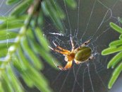 Kürbisspinne image-63572