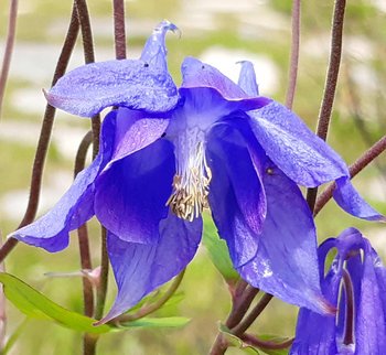 Akelei_Bluete_1-am-2020-webbearb