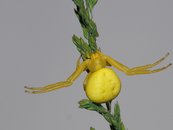 Veränderliche Krabbenspinne (weiblich) image-56215