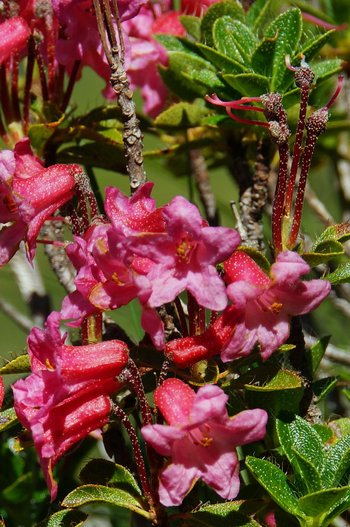 Blumen-Alpenrose-Bewimperte-Bregenzerwald-Schroecken-Koerbersee-Mettewanderung-wg-2024-_5_-webbearb