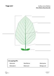 ABL_Kleine_Baumkunde_Trage_ein_Aufbau_eines_Blattes