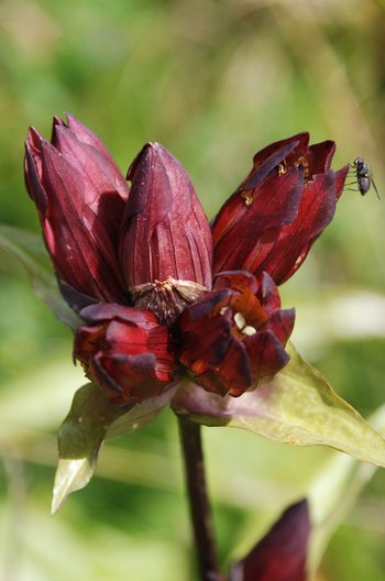 Purpurenzian_Bluete1-am-2020-webbearb