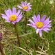 61. Alpen-Aster image-6164